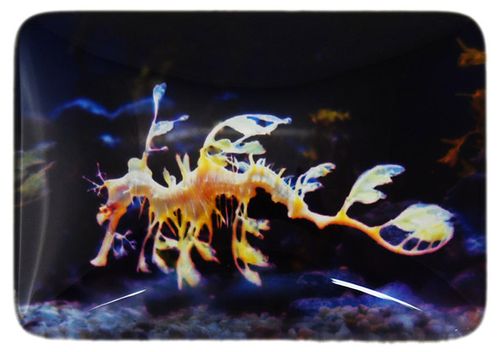 MAGNET SEA DRAGON 48MMX68MM