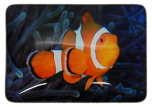 MAGNET CLOWN FISH BLUE 48MMX68MM