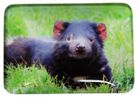 MAGNET TASMANIAN DEVIL 48MMX68MM