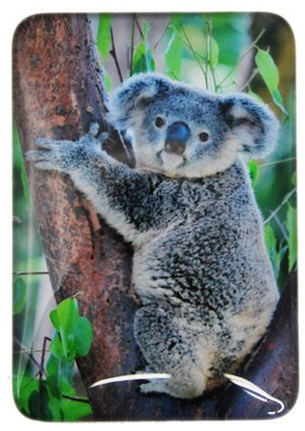 MAGNET KOALA 48MMX68MM