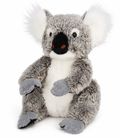 KOALA JARRAH 30CM *SP