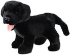 DOG LABRADOR SAM : BLACK