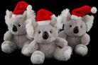KOALA WITH CHRISTMAS HAT