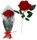 SINGLE RED ROSE