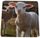 LAMB JIGSAW 15CMX15CMX0.8CM