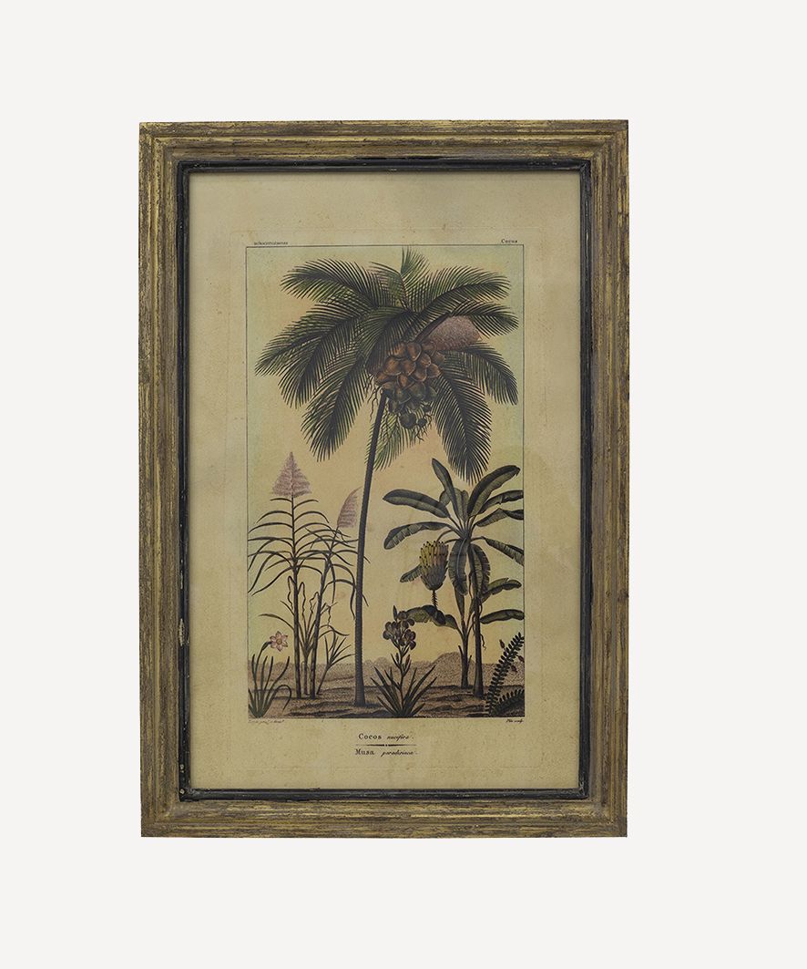 Botanical Wall Art Species B