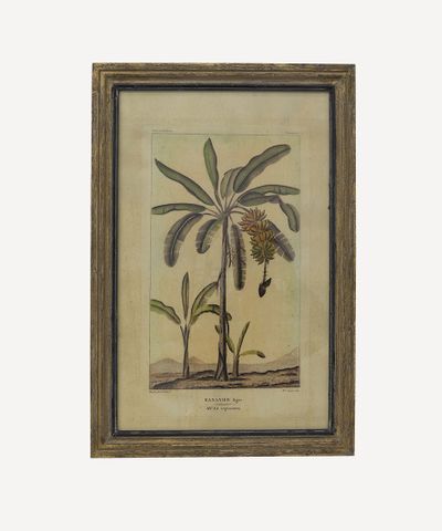 Botanical Wall Art Species A