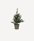 Pine Tree with Rattan Basket Extra Small