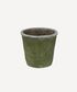 Evergreen Plant Pot Medium