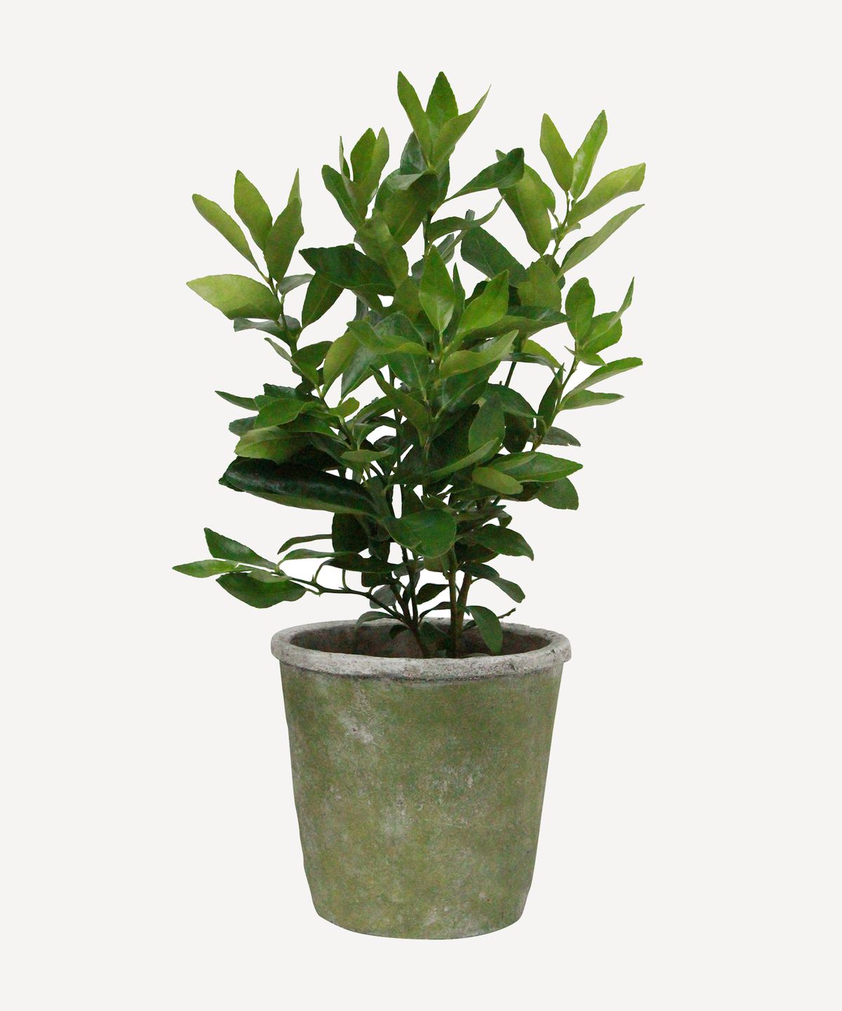 Evergreen Plant Pot Medium