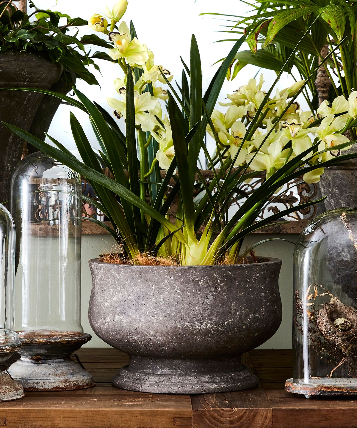 Orchid Pot Large