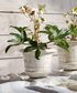 Urn Planter Rustic White Large