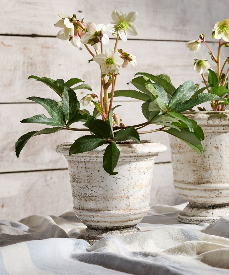 Urn Planter Rustic White Large