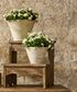 Wavy Planter Pot Small