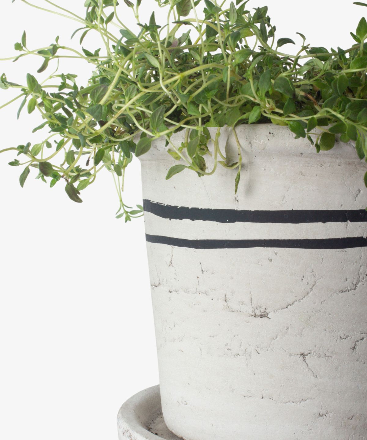 Lisbon Herb Pot Medium