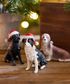 Sheep Dog with Santa Hat