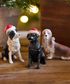 Black Dog with Santa Hat