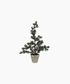 Pine Tree Dusty Small