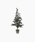 Pine Tree Dusty Medium