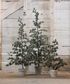 Pine Tree Dusty Medium
