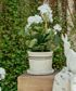 Lisbon Herb Pot Medium