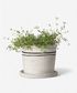 Lisbon Herb Pot Medium