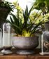 Orchid Planter Large