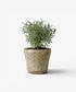 Celadon Herb Planter