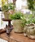 Celadon Herb Planter