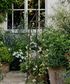 Ivy Plant Trellis Brown Large