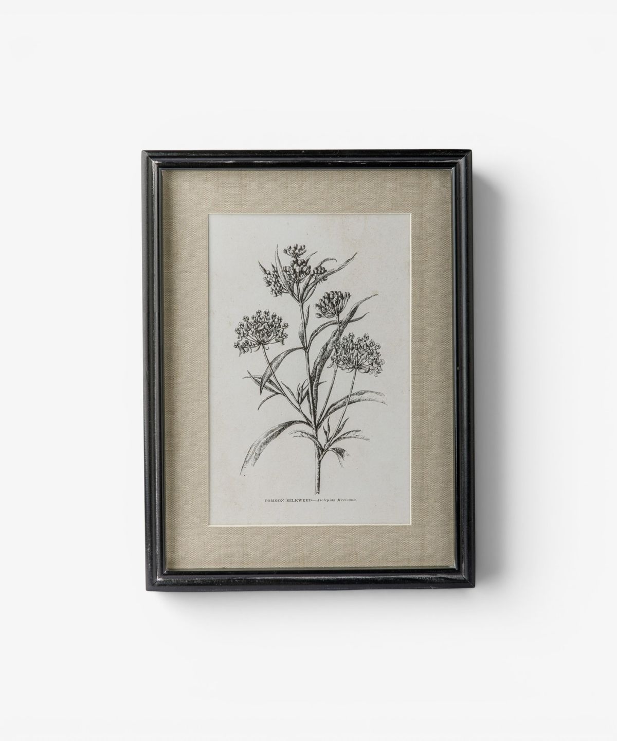 Heirloom Wall Art Milkweed