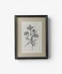 Heirloom Wall Art Milkweed