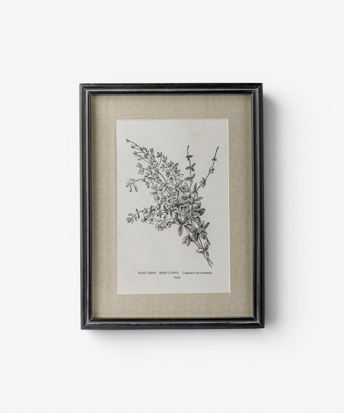Heirloom Wall Art Bush Clover