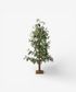 Cedar Evergreen Christmas Tree 180cm