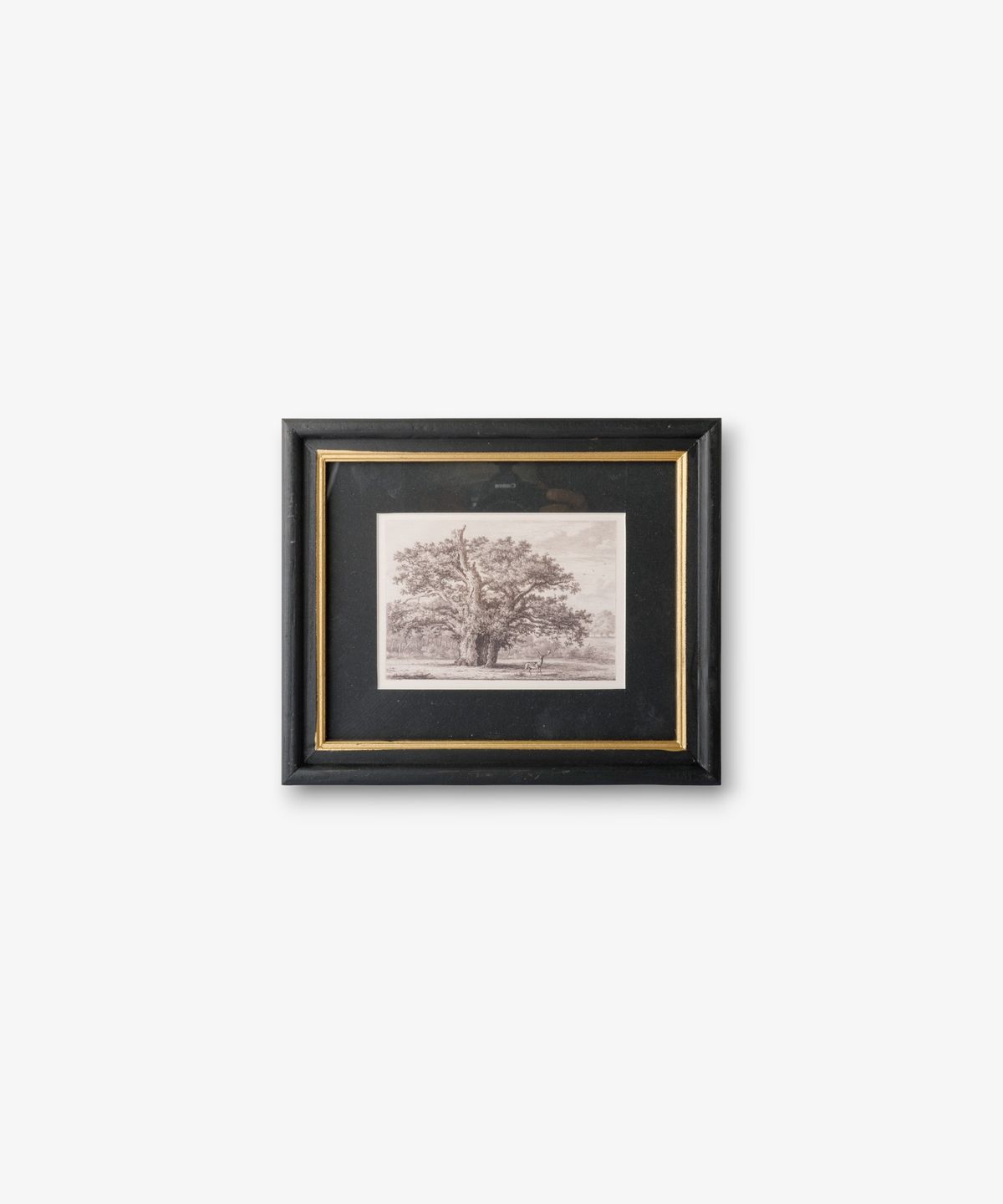 Oak Tree Pencil Wall Art