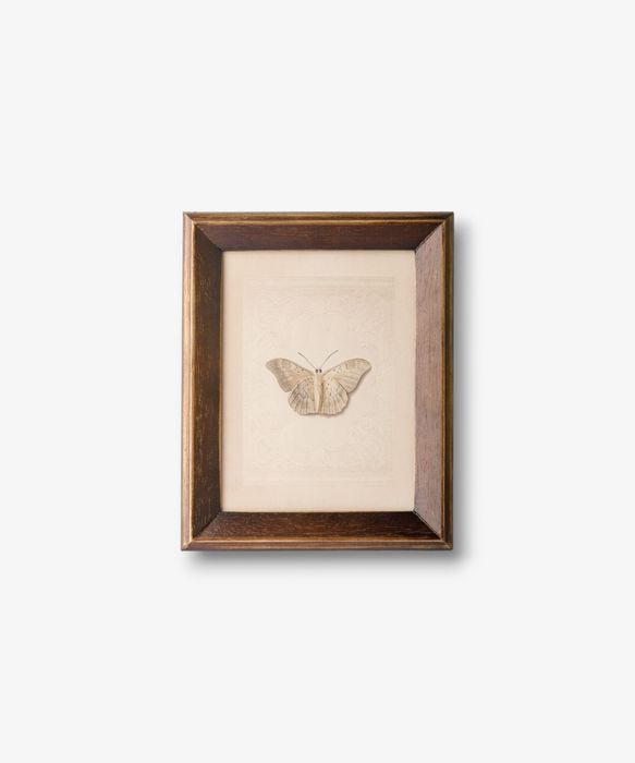 Butterfly Study Wall Art