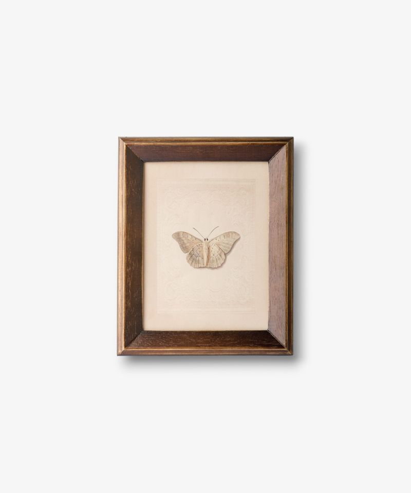 Butterfly Study Wall Art