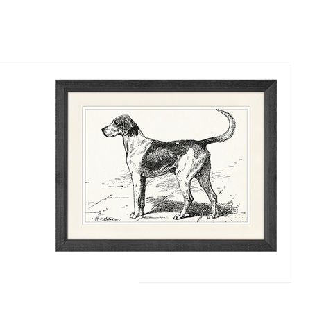 Shorthaired Pointer Wall Art