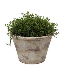 Provence plant pot