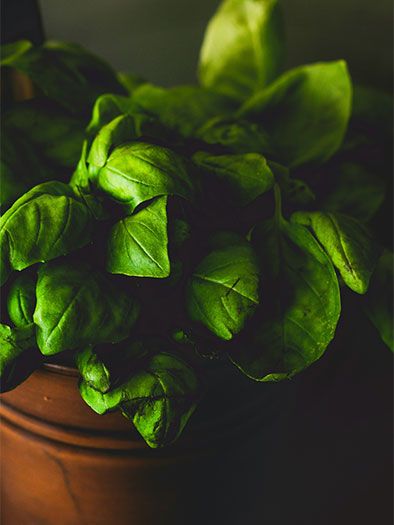 Basil