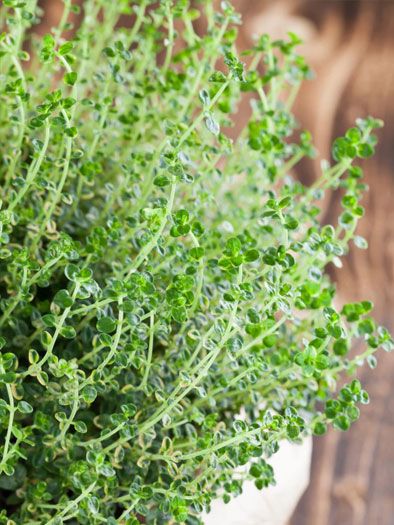 Thyme