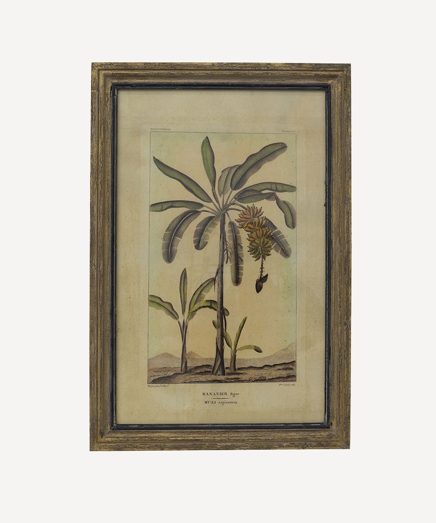 Botanical Wall Art Species A