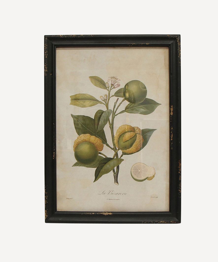 Botanical Fig Wall Art