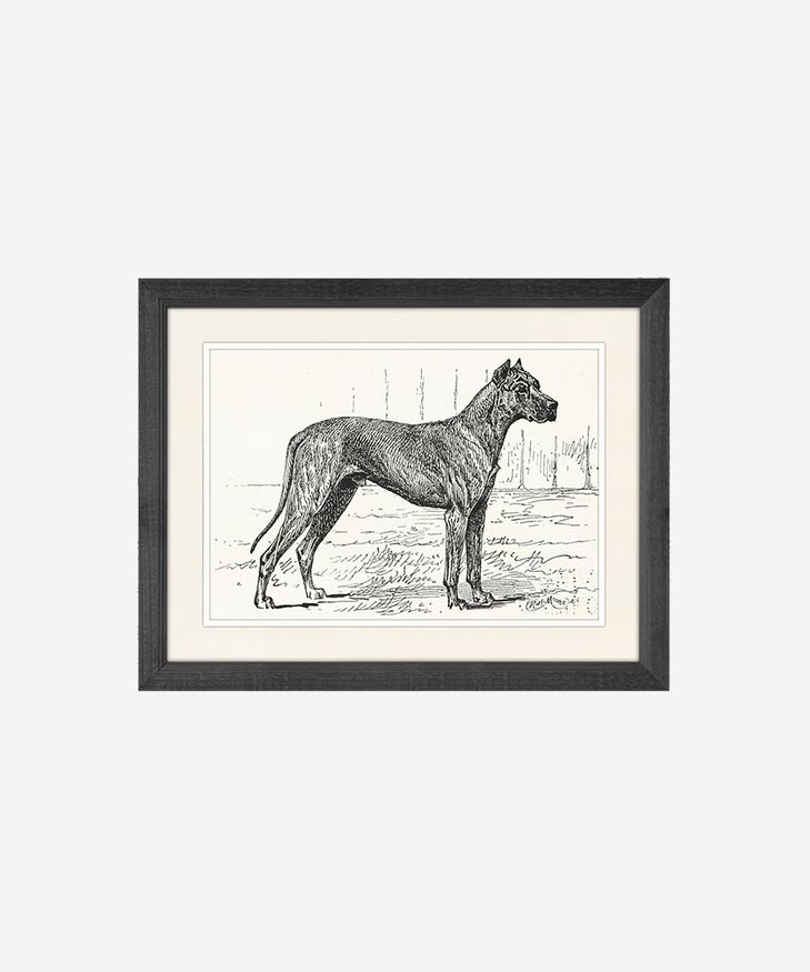 Doberman Dog Wall Art