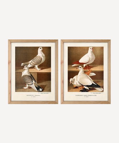 Pigeon Wall Art (2PC)