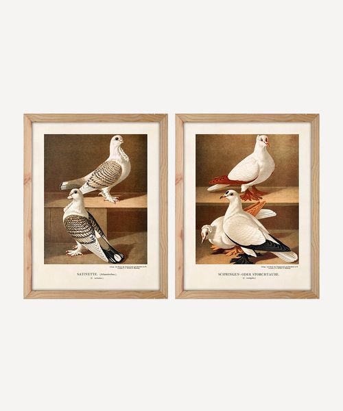 Pigeon Wall Art (SET2)
