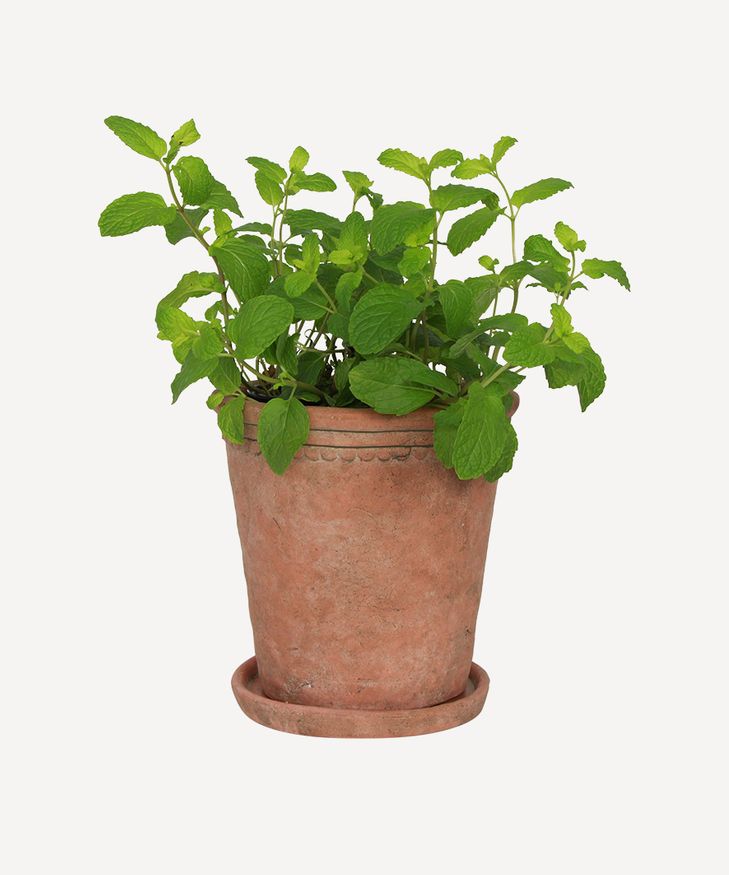 Scallop Planter Small Terracotta