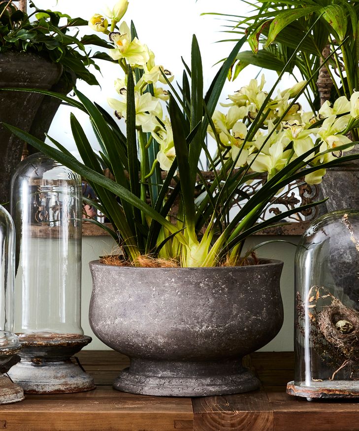 Orchid Pot Large French Country Collections