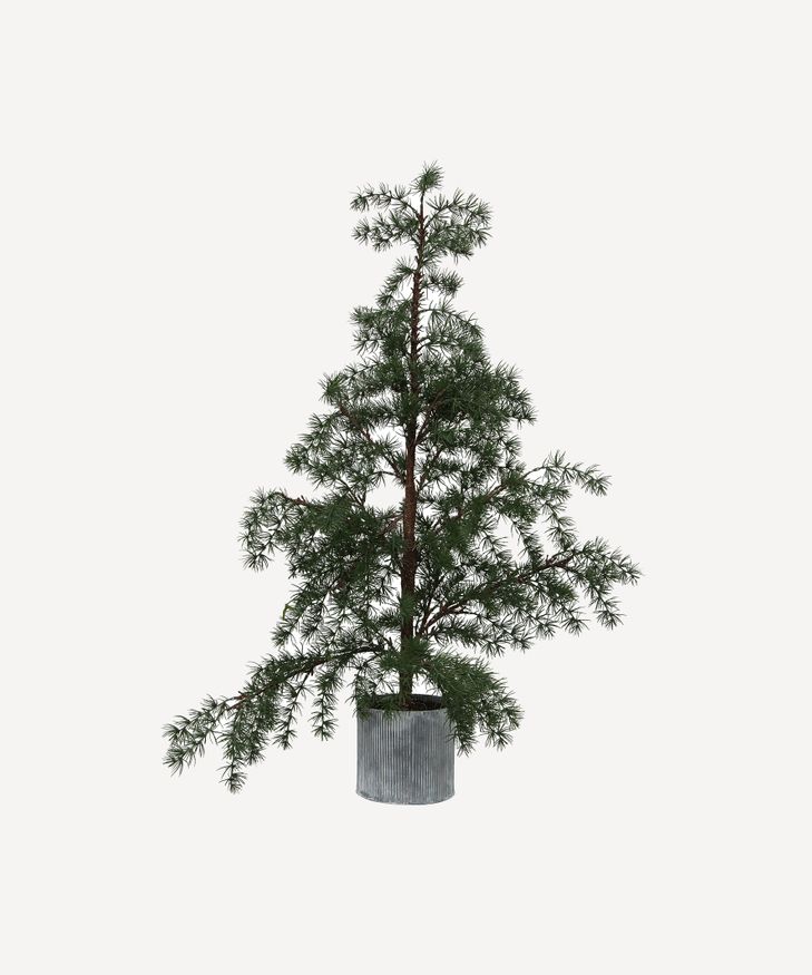 Potted Fraser Fir Tree Medium