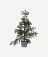 Potted Fraser Fir Tree Medium